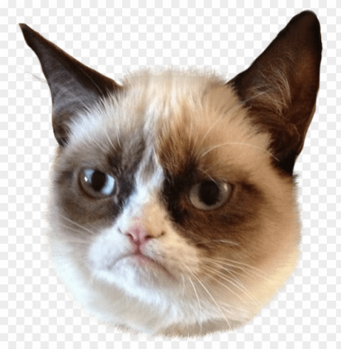grumpy cat head PNG with transparent background for free
