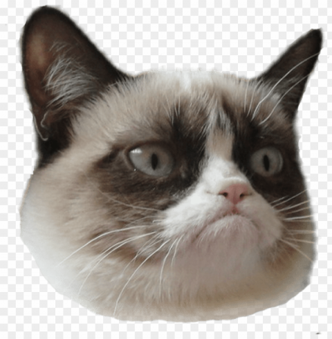 grumpy cat head right PNG with transparent background free
