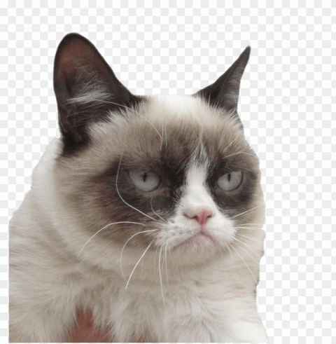 grumpy cat i dare you PNG with transparent bg