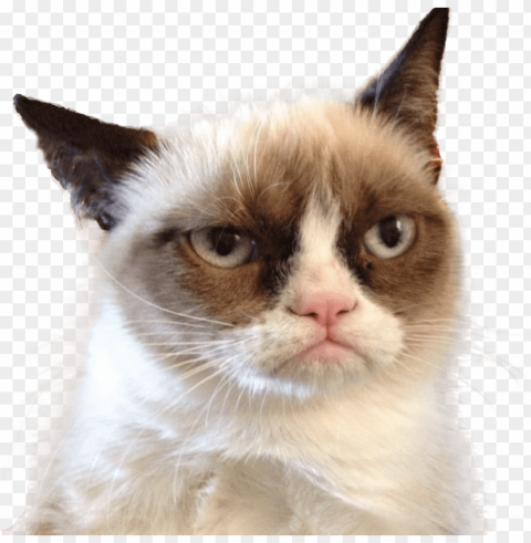 grumpy cat looking right PNG with transparent overlay