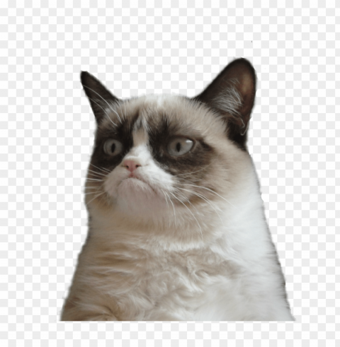 grumpy cat no PNG without background