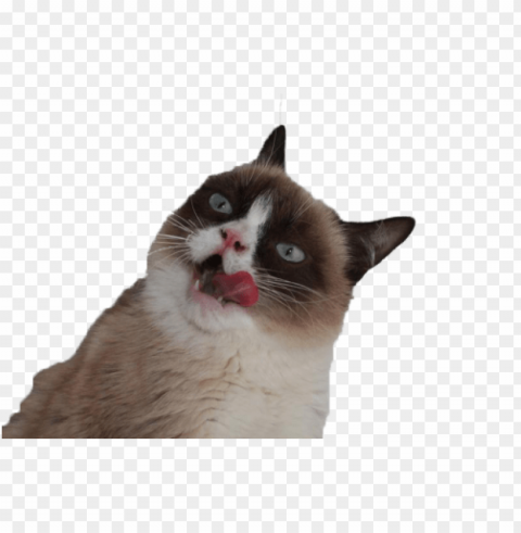 grumpy cat tongue PNG without watermark free