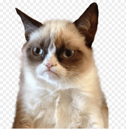 grumpy cat upset Transparent art PNG