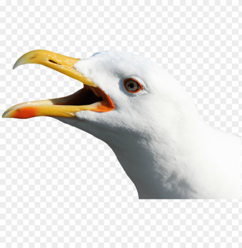 gulls PNG with no background for free
