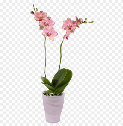 halaenopsis orchid pink pot - transparent orchid pot PNG files with alpha channel assortment
