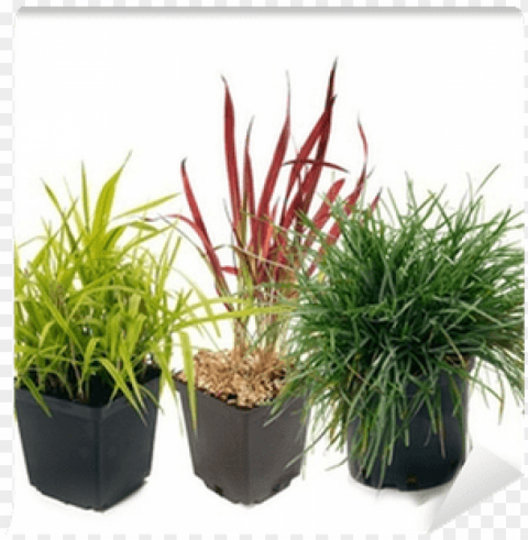 halaris imperata sesleria wall mural pixers - grasses PNG transparent pictures for projects