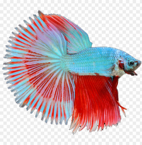 half sun betta fish ClearCut Background PNG Isolated Element