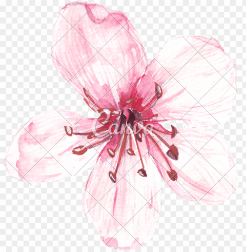 hand drawing of watercolour pink flower - watercolor painti HighQuality Transparent PNG Element