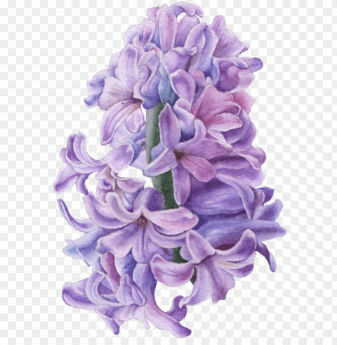 hand drawn hyacinth flower transparent - hyacinth illustratio PNG with Isolated Object and Transparency