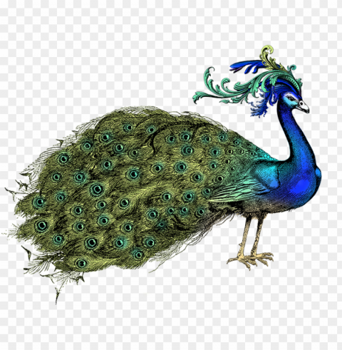 hand holding a fan peacock - peafowl Clean Background Isolated PNG Icon