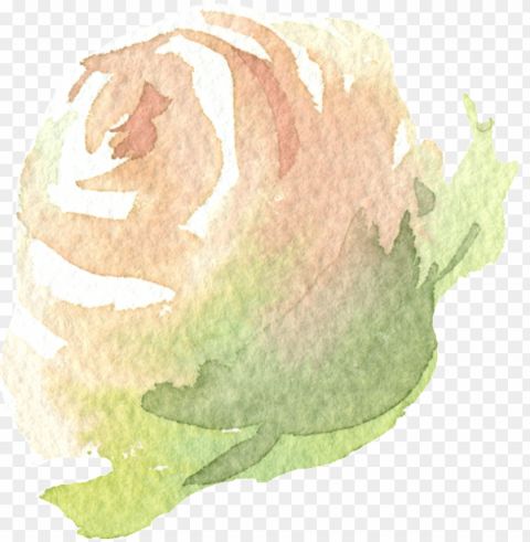 hand painted a champagne rose - portable network graphics HighQuality Transparent PNG Isolated Object