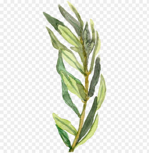 hand painted a green bamboo leaf branches decorative - watercolor painti PNG images free download transparent background