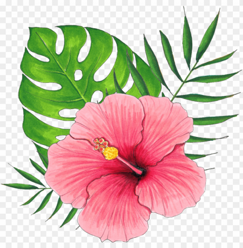 hand painted a hibiscus flower transparent - 扶桑 花 Clear PNG graphics