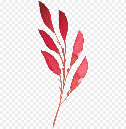 hand painted a red leaf watercolor transparent - watercolor painti PNG file without watermark
