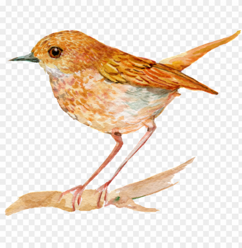 hand painted an orange bird - bird PNG transparent photos extensive collection