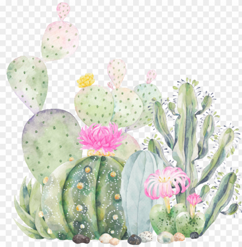 hand painted cactus plant transparent - succulent business card designs templates Clear Background Isolated PNG Graphic