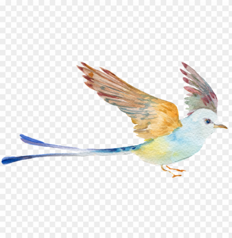 hand painted watercolor bird - 展翅 鳥 High-definition transparent PNG