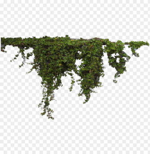 hanging ivy PNG graphics