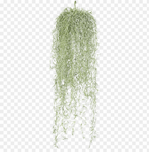 hanging moss - hanging spanish moss Transparent PNG artworks for creativity