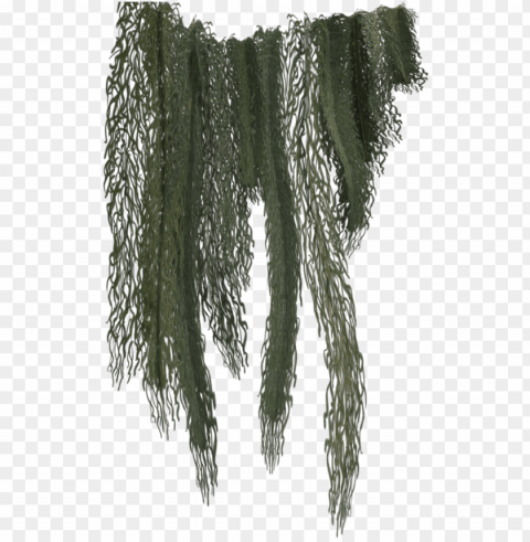 hanging moss - jungle vines clip art PNG with transparent background free