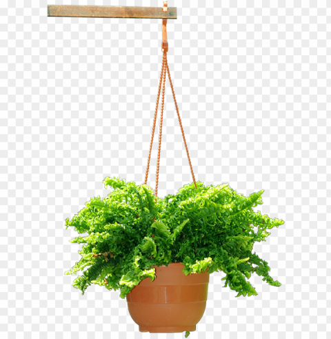 hanging plant - hanging flower plants Transparent PNG Isolated Object with Detail