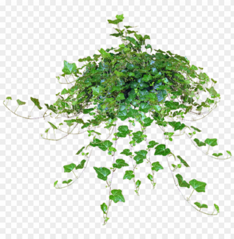hanging plant sunshine3 - hanging plants file PNG images with no royalties