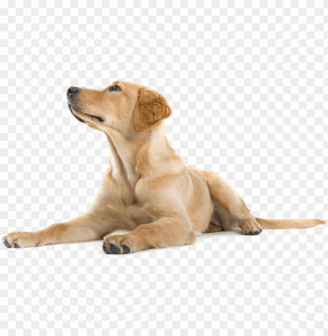 happy dog - dogs labradors Free PNG images with alpha transparency