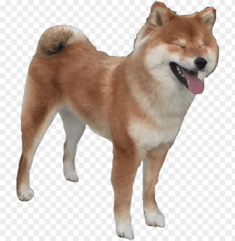 happy happydog dog doggo pupper shib shibainu cute - do Images in PNG format with transparency