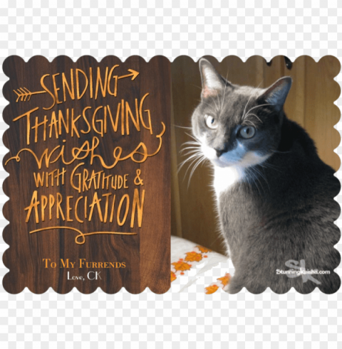 happy turkey day - domestic short-haired cat Clear Background PNG Isolated Element Detail