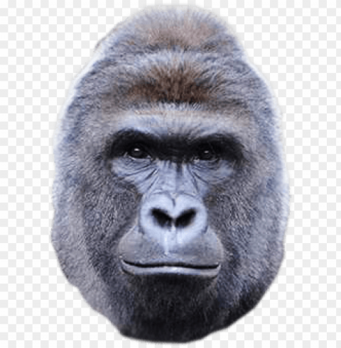 harambe face PNG with no background for free