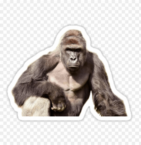 harambe sticker PNG with no bg