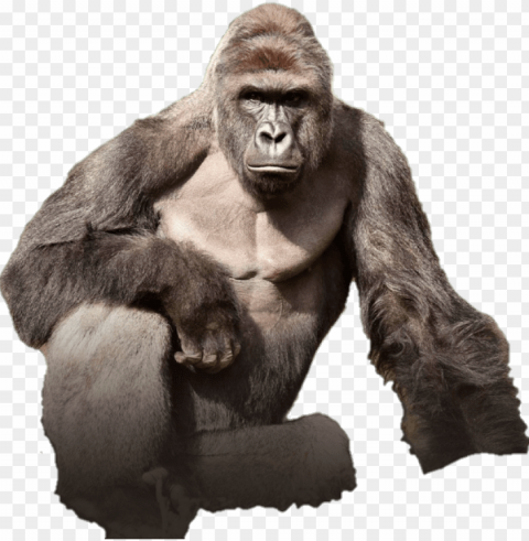 harambe the gorilla render - tits out for harambe Transparent PNG Isolated Graphic with Clarity