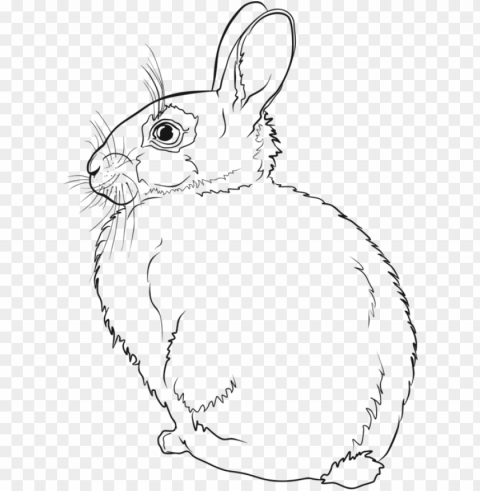 hare easter bunny rabbit line art drawing - rabbit line art PNG for free purposes