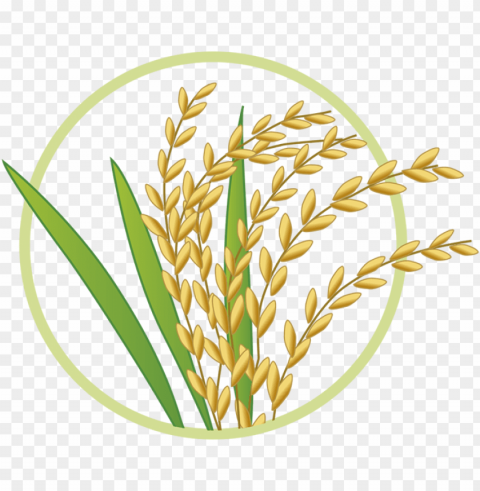 harina de arroz blog de panes y repostería saludable - gif de planta de arroz PNG graphics with clear alpha channel broad selection