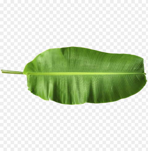 harmony & nature - banana leaf hd PNG transparent graphic