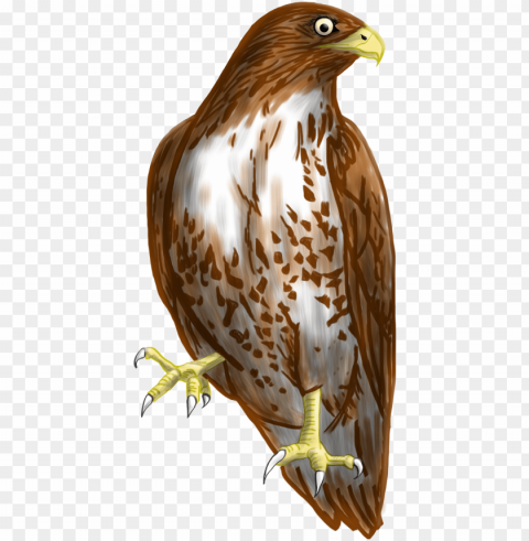 hawk clipart transparent - transparent hawk clipart PNG Image with Clear Background Isolated