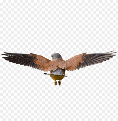 hawk flying - bird Isolated Illustration with Clear Background PNG