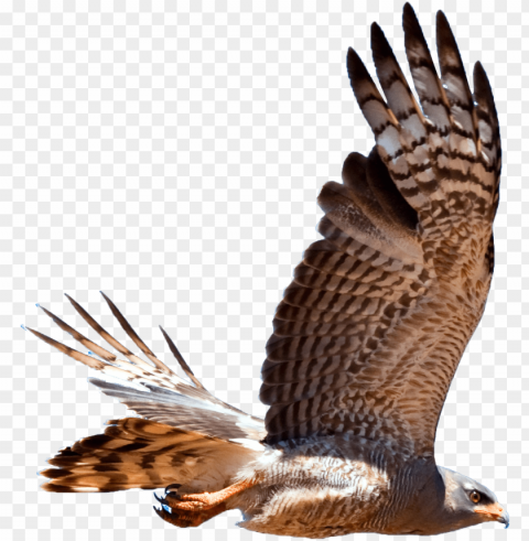 hawk graphic stock - hawk Clear Background Isolated PNG Illustration
