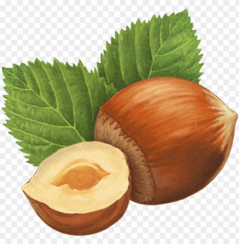 hazelnut drawing PNG transparency images PNG transparent with Clear Background ID ea839129