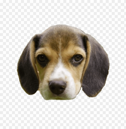 Head Dog CleanCut Background Isolated PNG Graphic