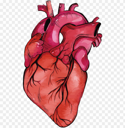 heart muscle - realistic heart Transparent Background PNG Isolated Icon