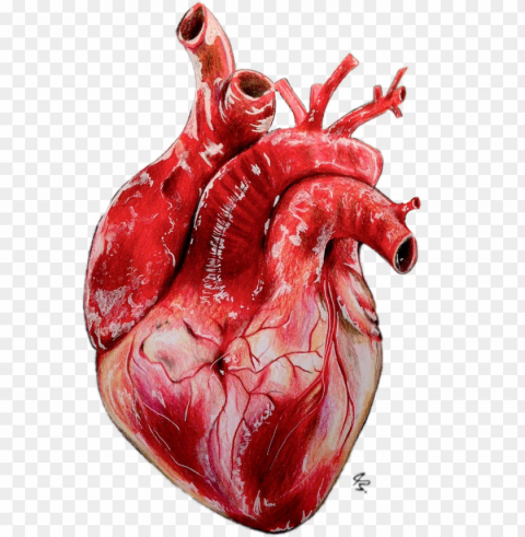 #heart #realistic - drawing realistic heart PNG transparent elements compilation