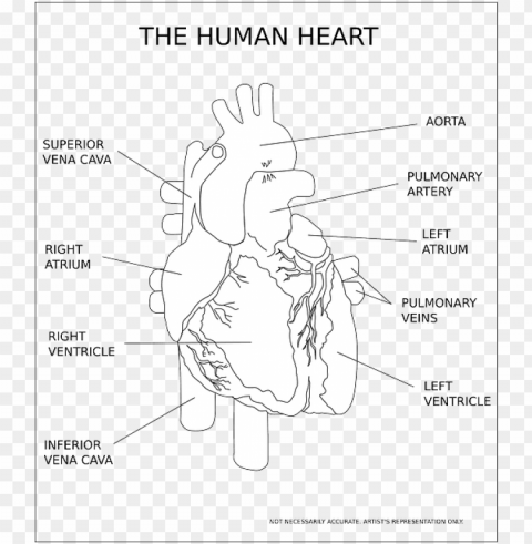 heart ventricle organ human anatomy medical - human heart black and white PNG objects