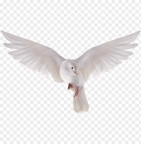 heavenly dove holy spirit transparent heavenly - flying dove PNG Image Isolated on Clear Backdrop