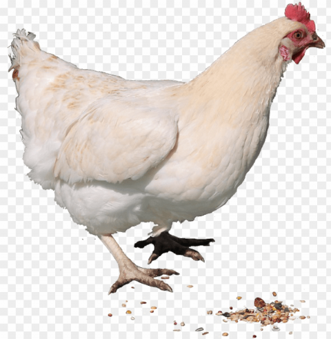 hen free image - live chicken PNG with clear background extensive compilation PNG transparent with Clear Background ID 4bf340af