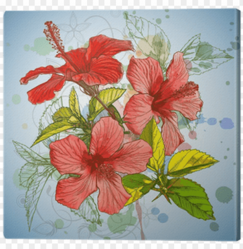 Hibiscus Flower  Watercolor Stylized Orchid - Hibiscus Design Shower Curtai Clear Background Isolated PNG Illustration