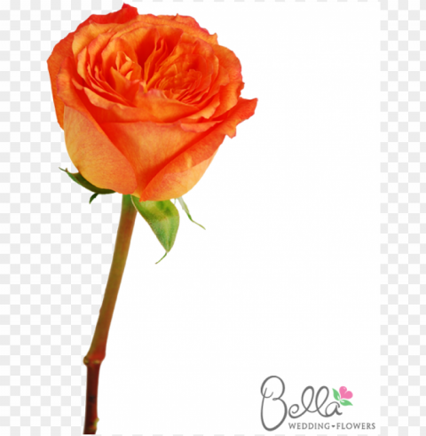 high intenz roses are a gorgeous variety of orange - weddi PNG images with no watermark