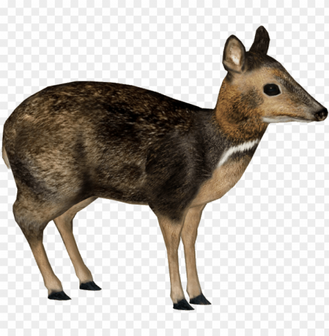 hilippine mouse-deer - philippine mouse deer Isolated Artwork on Transparent PNG PNG transparent with Clear Background ID a276b7b4