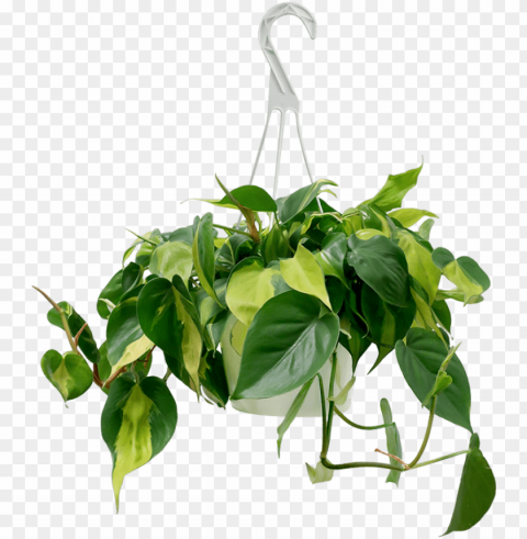 hilodendron brazil hanging basket - philodendro Isolated Icon on Transparent PNG