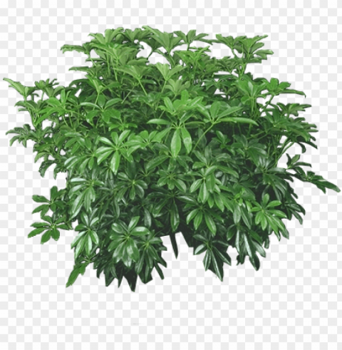 hilodendron by lilipilyspirit on deviantart plants - bush plants Isolated Character on HighResolution PNG